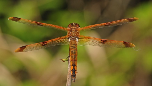 Male
2010_05_06_Floyd